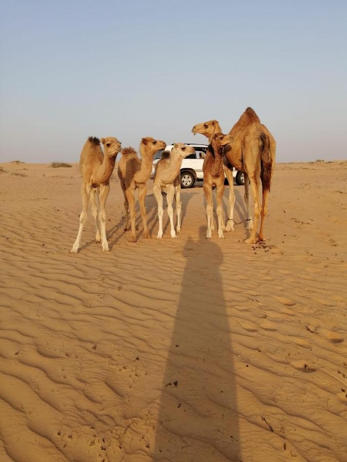 Golden Palm Oasis Camping *