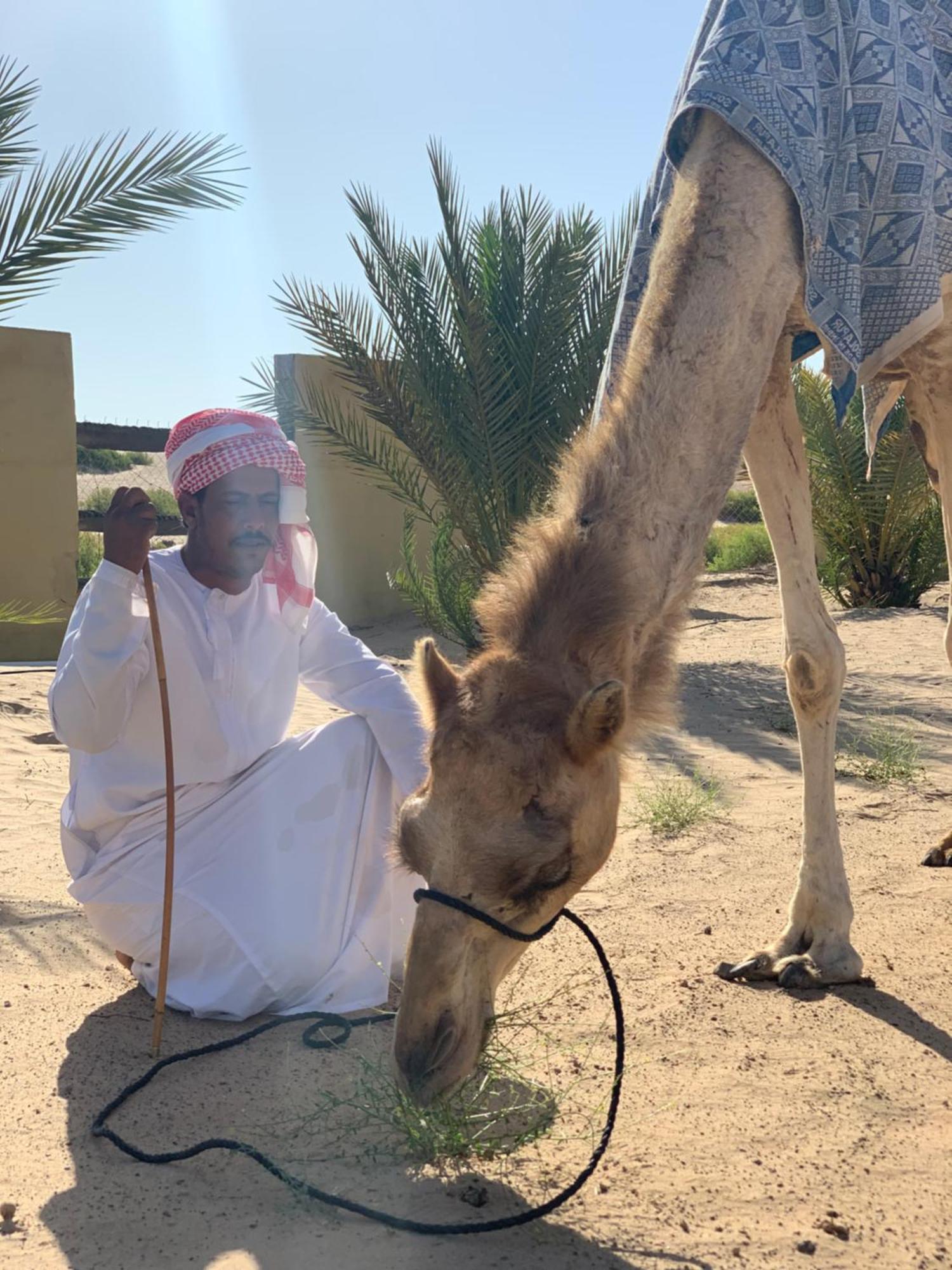 Golden Palm Oasis Camping *