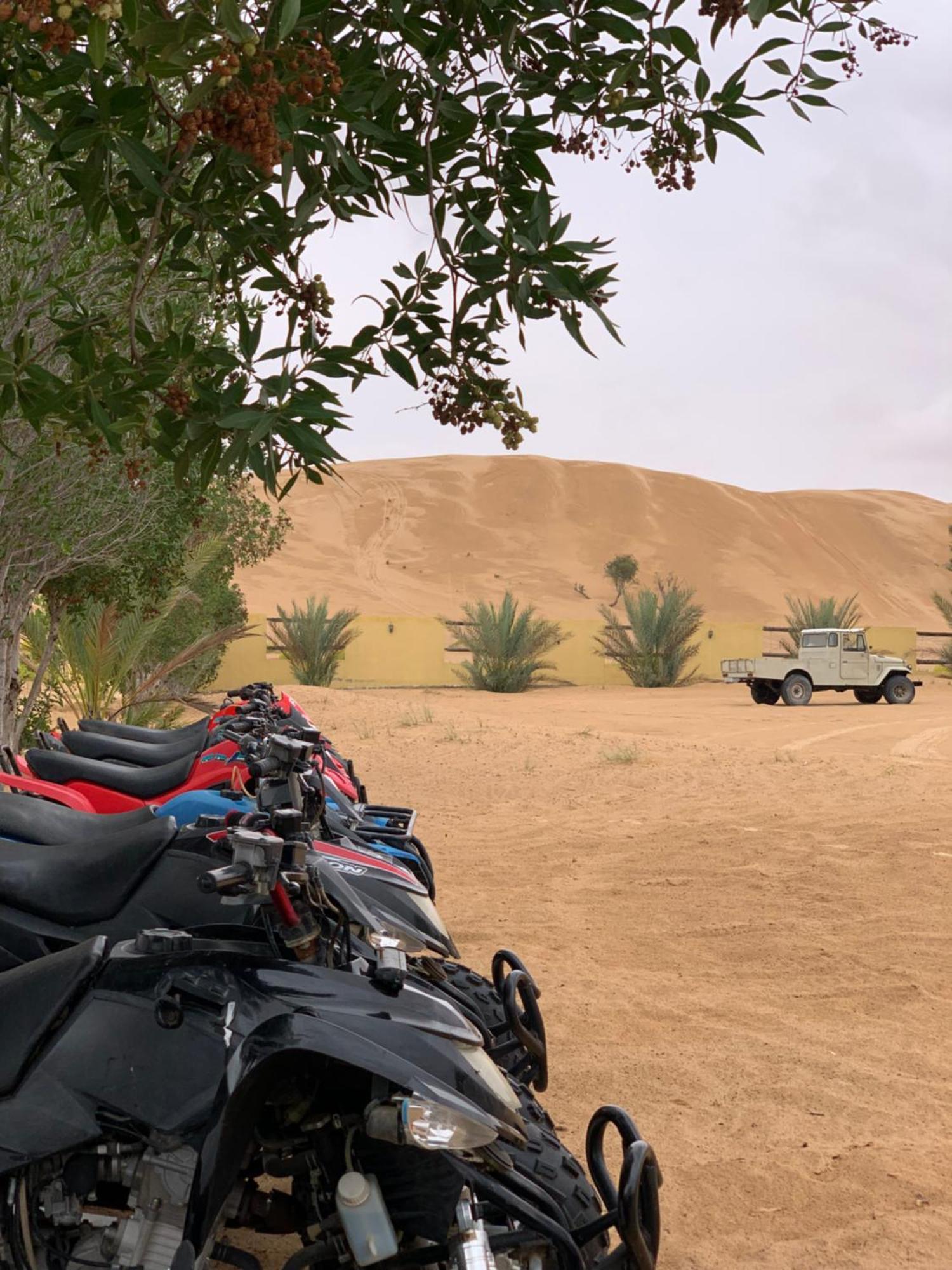 Golden Palm Oasis *