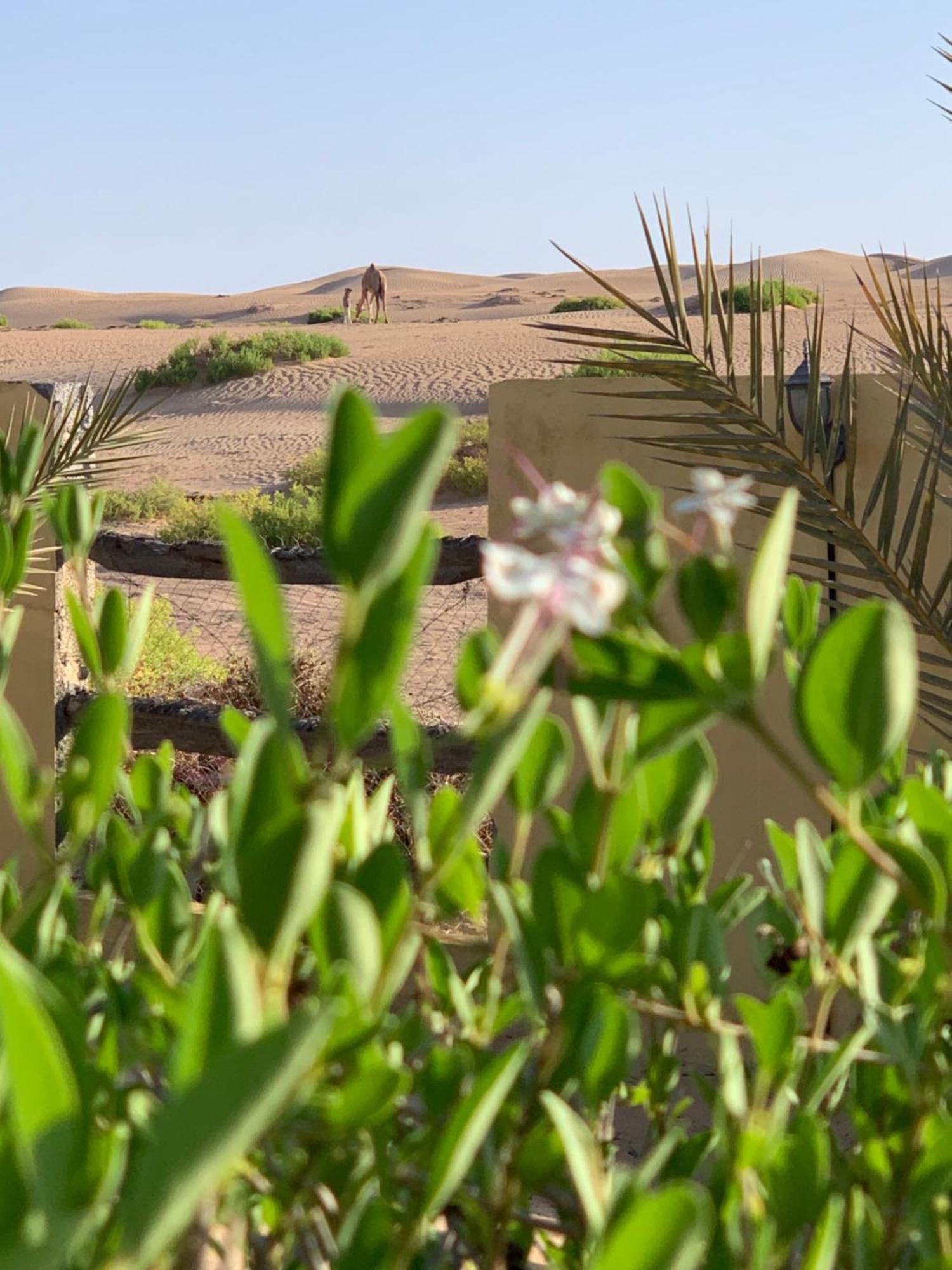 Golden Palm Oasis * Fulayj al Masha'ikh