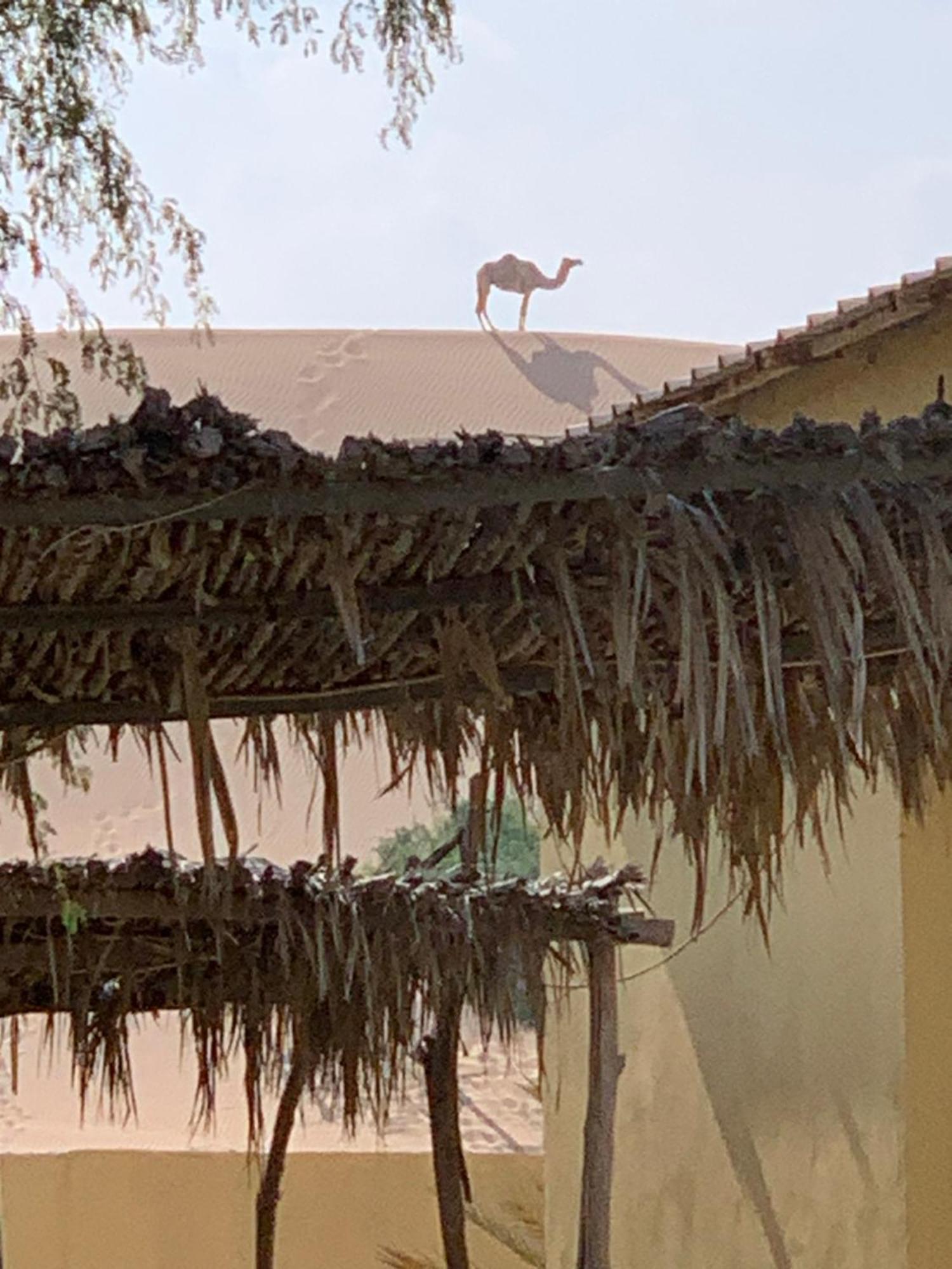 Golden Palm Oasis *